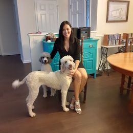 Poodle All Grown Up from Standard Poodles of Eason Farm