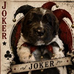 Joker - White and brown male Newfoundland puppy in North Manchester, Indiana from Gables Homegrown Pawprints