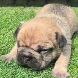 French Bulldog Puppies from jack & Ruby's Frenchies