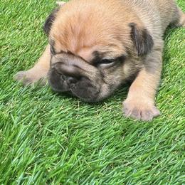 French Bulldog Puppies from jack & Ruby's Frenchies