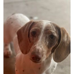 Chip - Dachshund