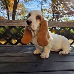 Nessie 2670.00 - Lemon and white female Basset Hound puppy in Denison, Texas from Emma Lou's Baby Bassets