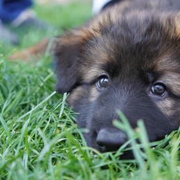 German Shepherd Puppies from Dacherri Dogs