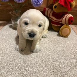Alice - Light golden female Golden Retriever puppy in Grant County, Indiana from On The Sunny Side Pavey Farms