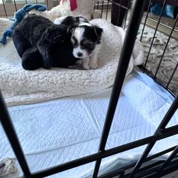 Biewer Terrier Puppies from Rebecca Urban