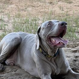 Weimaraners from Silver Magnolia Weimaraners