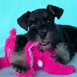 Miniature Schnauzer Puppies from Kindred’s Classic Miniature Schnauzers