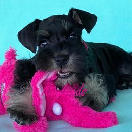 Miniature Schnauzer Puppies from Kindred’s Classic Miniature Schnauzers