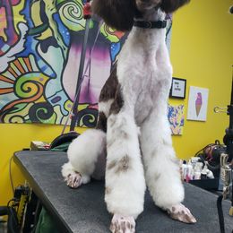 Rory - Poodle