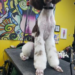 Rory - Poodle