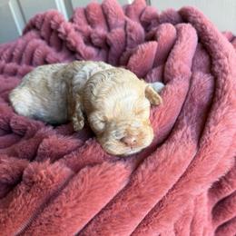 Boy 1 - Cream male Cockapoo puppy in Danielsville, Georgia from Meg's Doodles and Poodles
