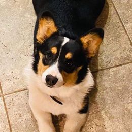 Goldendoodles and Pembroke Welsh Corgis from MAS Genetics
