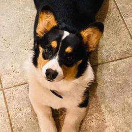 Goldendoodles and Pembroke Welsh Corgis from MAS Genetics