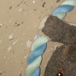 Australian Shepherd, Miniature Australian Shepherd, and Toy Australian Shepherd Puppies from Rumour Has It Aussies