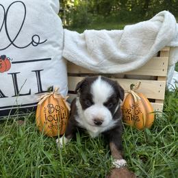 Miniature American Shepherd Puppies from Bond’s MAS