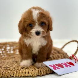 Hudson - Red male Cavapoo puppy in Melissa, Texas from Southern Love Cavapoos & Maltipoos
