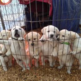 Labrador Retriever Puppies from Smith River Retrievers