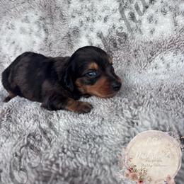 Harry - Dapple male Dachshund puppy in Lufkin, Texas from CSW Dachshunds