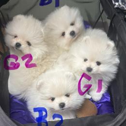 Girl 1 Little Red Riding Hood - White female Pomeranian puppy in Cullman, Alabama from Dixie Darlings Pomeranians