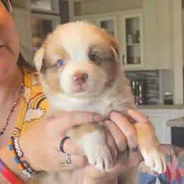 Sprout - Red merle male Australian Shepherd puppy in Williston, Florida from Over The Rainbow Aussies