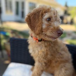 Orange - Apricot female Goldendoodle puppy in Shingle Springs, California from California Double Doodles
