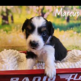 Marcus - Black tri male Miniature Australian Shepherd puppy in Macomb, Missouri from Faunus Farms and Aussies