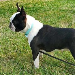 Boa - Boston Terrier