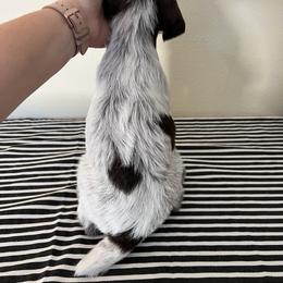 Wirehaired Pointing Griffon Puppies from American Patriot Kennel