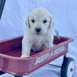 Teal - Light golden Golden Retriever puppy in Brewster, Washington from AB & Co. Goldens