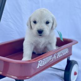 Teal - Light golden Golden Retriever puppy in Brewster, Washington from AB & Co. Goldens