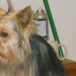 Boxers and Yorkshire Terriers from Pine Oaks Kennel