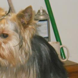 Boxers and Yorkshire Terriers from Pine Oaks Kennel
