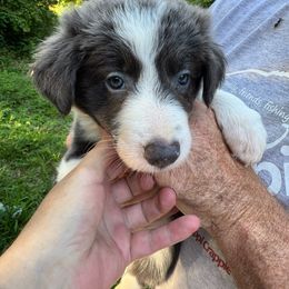 MaryAnn - White and blue female Border Collie puppy in Foley, Alabama from Bama Border Collies