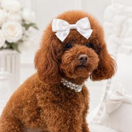 Bella - Red  female Poodle puppy in Southampton, New Jersey from Lavishly Loved Pets LLC