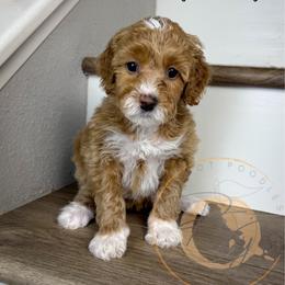 Olive - Apricot female Goldendoodle puppy in Murrieta, California from Apricot Poodles & Goldendoodles, LLC