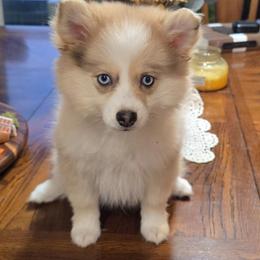 Kenny - Merle male Pomsky puppy in Elgin, Oregon from Kenna'z Kuddly Pomskiez