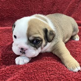 Bulldog and Chihuahua Puppies from Chrinchen