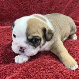 Bulldog and Chihuahua Puppies from Chrinchen