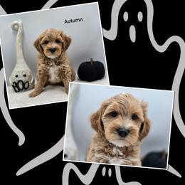 Autumn - Apricot female Goldendoodle puppy in Summerville, South Carolina from Channys Doodles