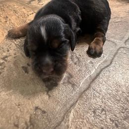 Everest - Liver and tan female English Cocker Spaniel puppy in Bainbridge, Georgia from Chapman Bird Dogs