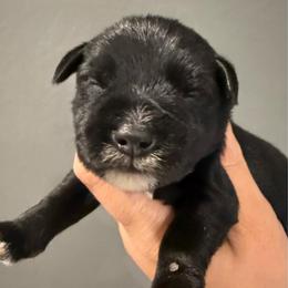 Boy 2 - Black male Miniature Schnauzer puppy in Avondale, Arizona from Campos Schnauzers