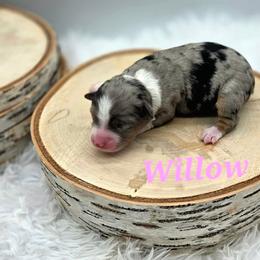 WILLOW - Blue merle female Toy Australian Shepherd puppy in Viking, Minnesota from Son Shine Farm