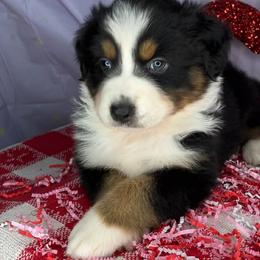 Australian Shepherd puppies from Swamp Puppy Canine Kennel