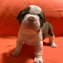 Noel - Red female Boston Terrier puppy in Kingsport, Tennessee from Dreamweaver Bostons
