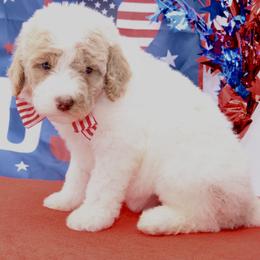 Eagle - USA 250th Litter - Parti female Goldendoodle puppy in Westminster, South Carolina from Goldendoodlepuppiessc