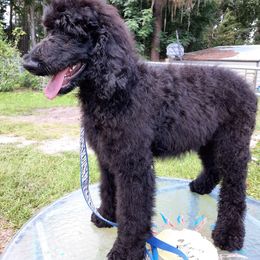 Poodle puppies from Jeannie Doodles and Poodles