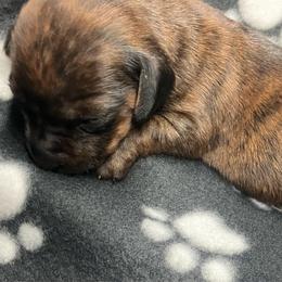 Pink collar - Brindle female Dachshund puppy in Saint Albans, Maine from Australian Cattle Cuties and littles