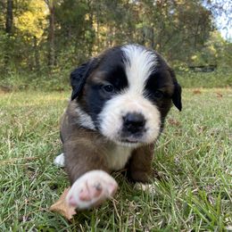Saint Bernard Puppies from Magnolia Saint Bernards
