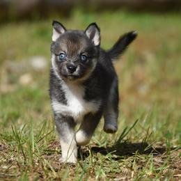 Zia - Wolf sable female Pomsky puppy in Coos Bay, Oregon from Ocean View Pomskies