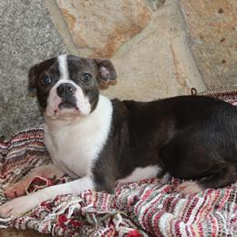 Argus - Boston Terrier